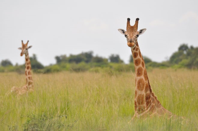 Complete Tanzania - 10 Days Wildlife Safari Luxury Tented Camp + Lodge